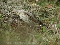 wryneck, wrynecks, british-1